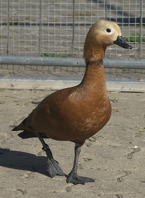 从而提高其